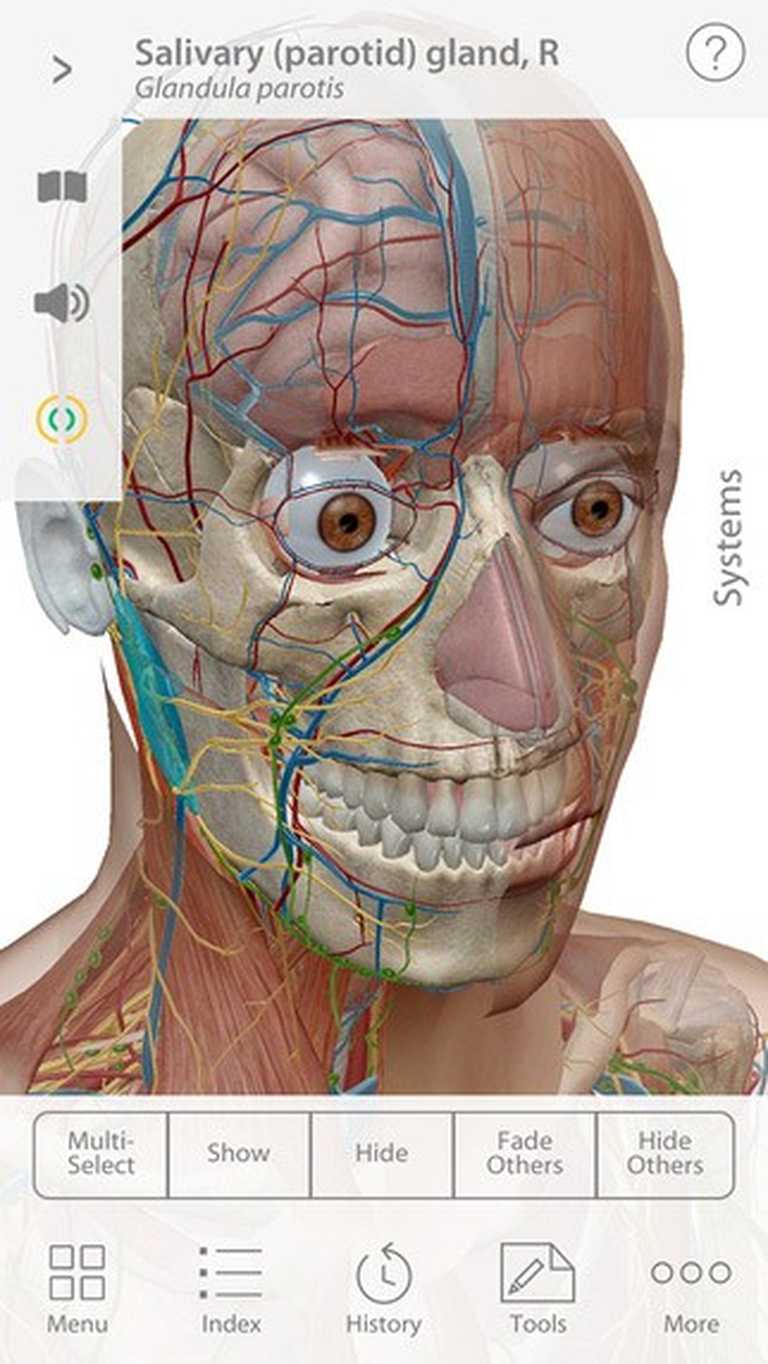 Human Anatomy Atlas 2025